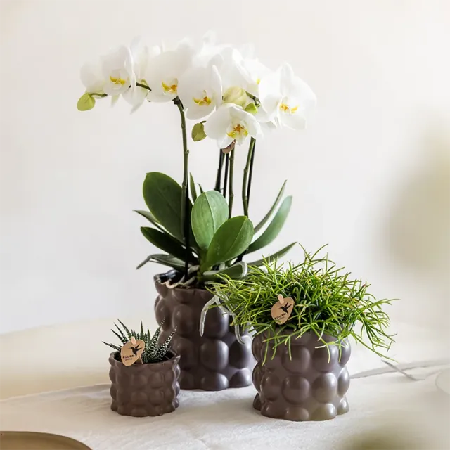Plant and Stories cache-pot céramique lot 3 brun bulles