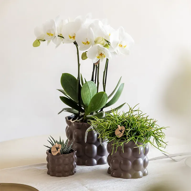 Plant and Stories cache-pot céramique lot 3 brun bulles