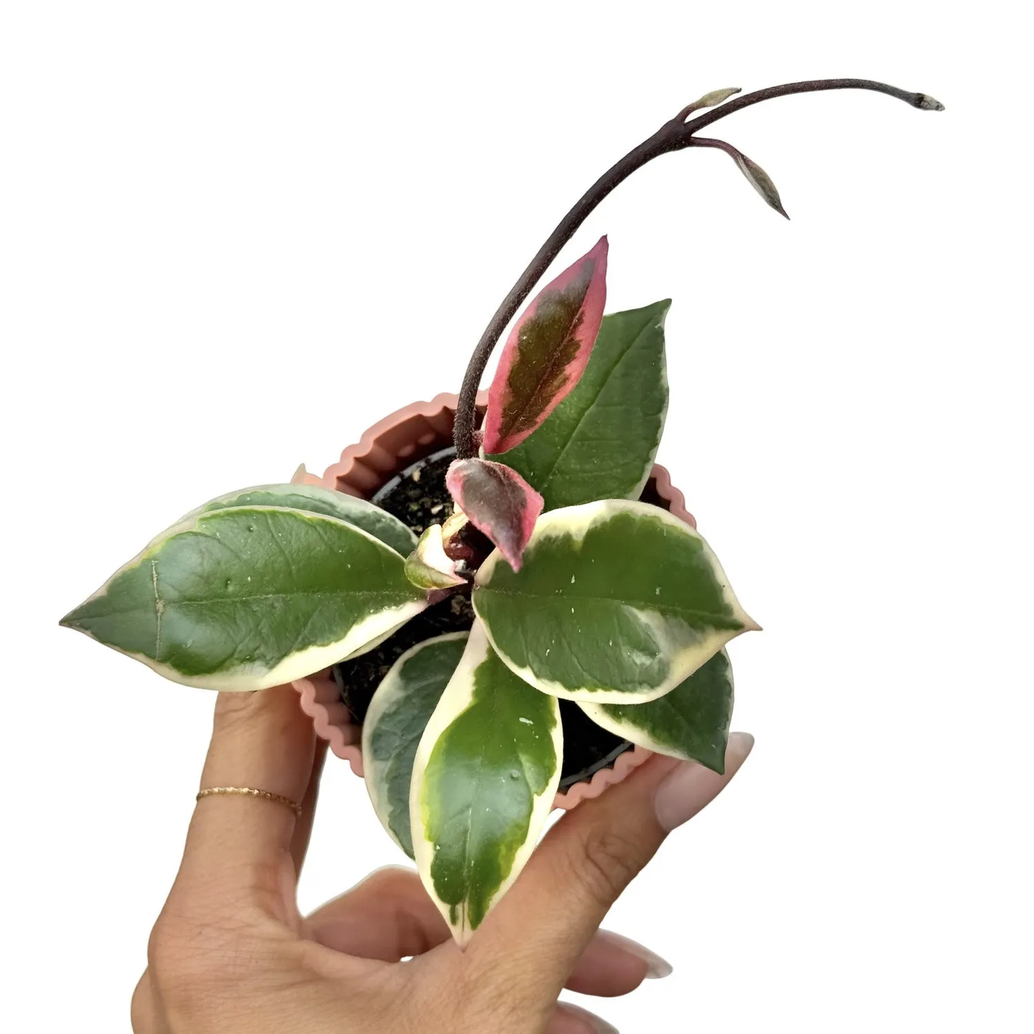 Plant and Stories Hoya Carnosa Flamingo Dream plante 6 cm rose