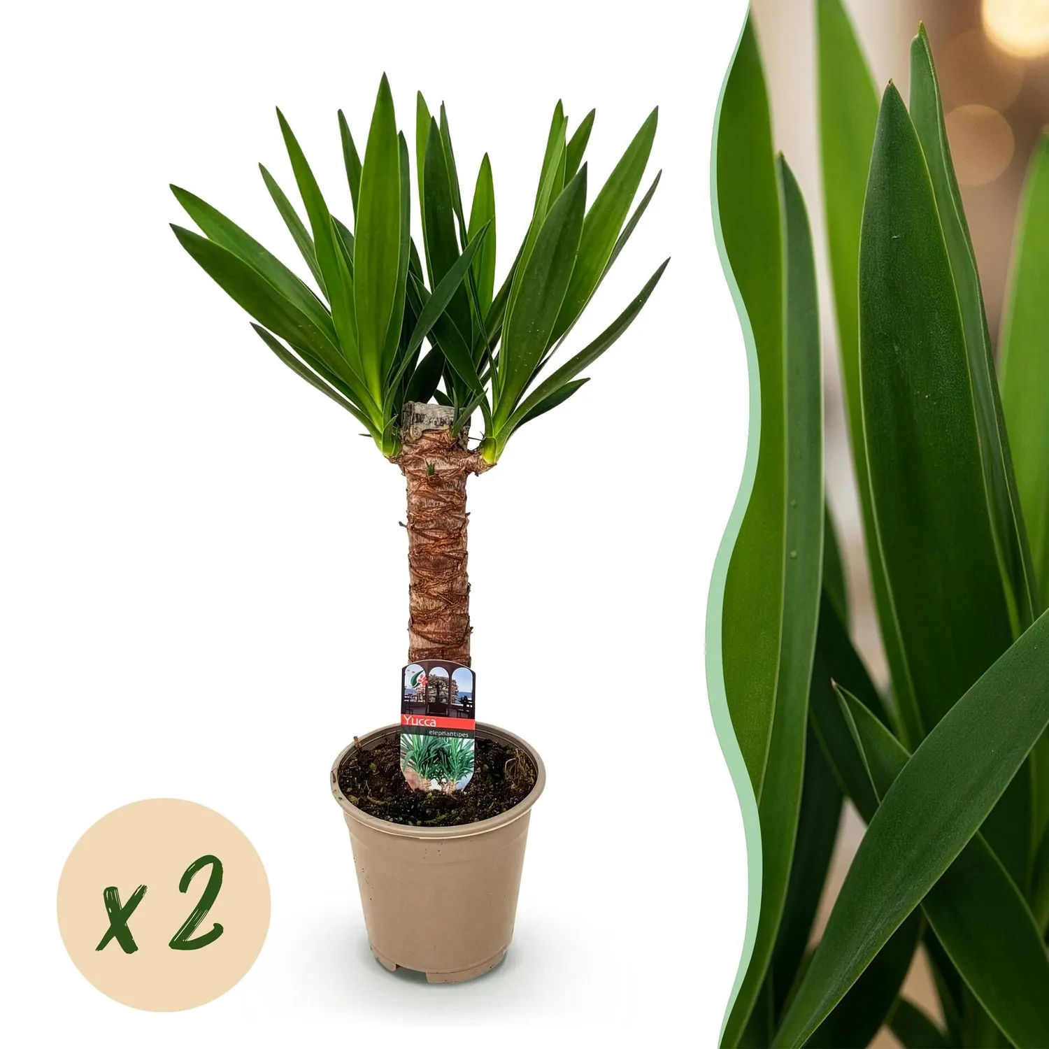 Plant and Stories Elephantipes yucca pot 14 cm 55 cm sans épine