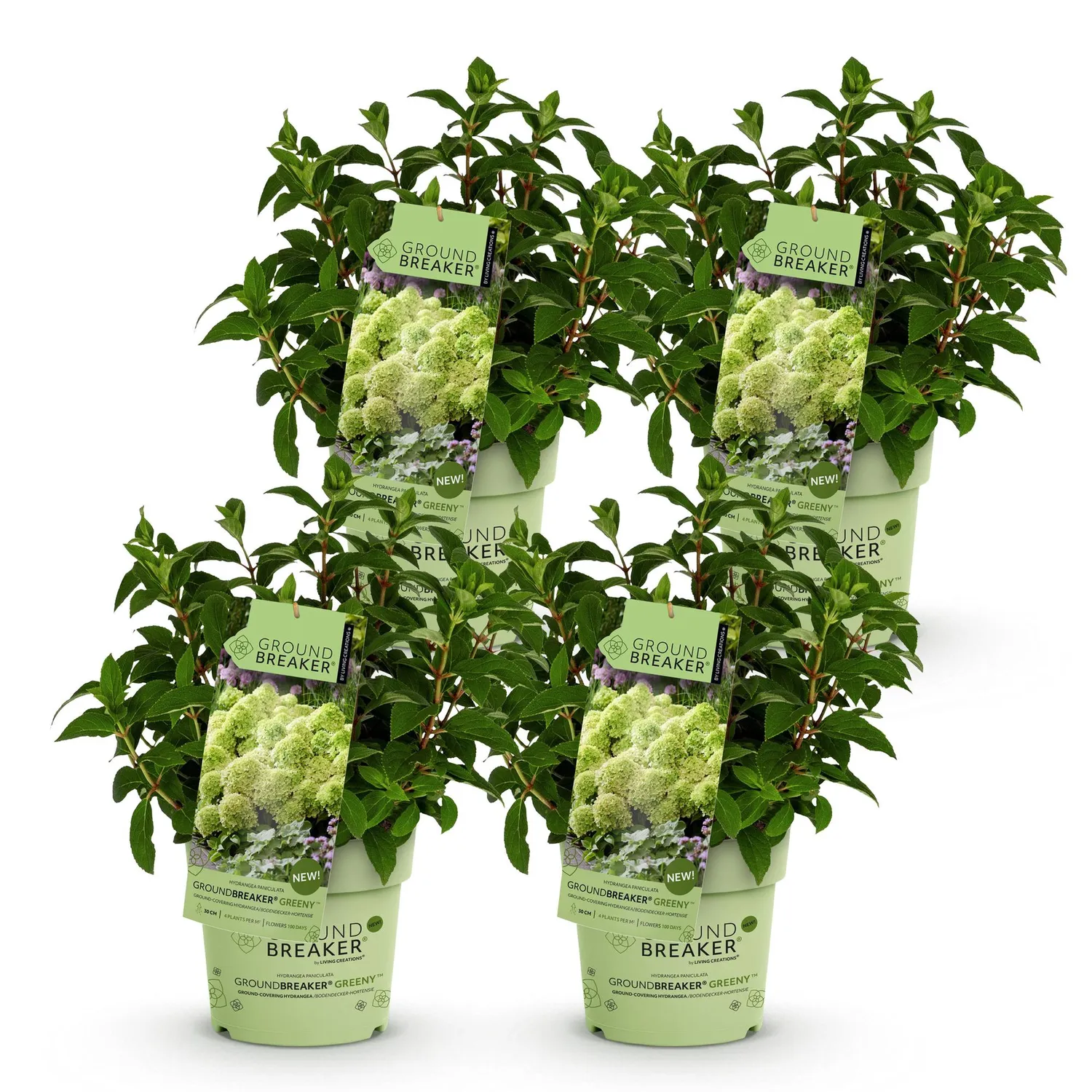 Plant and Stories Hortensia Greeny arbuste pot 14 cm rustique