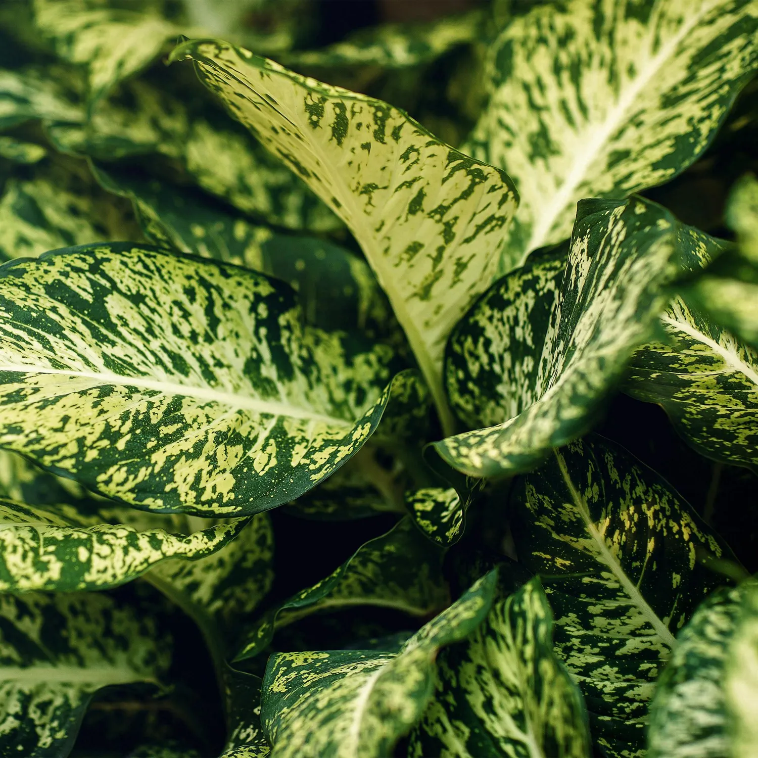 Plant and Stories Dieffenbachia Compacta intérieur 17 cm panier