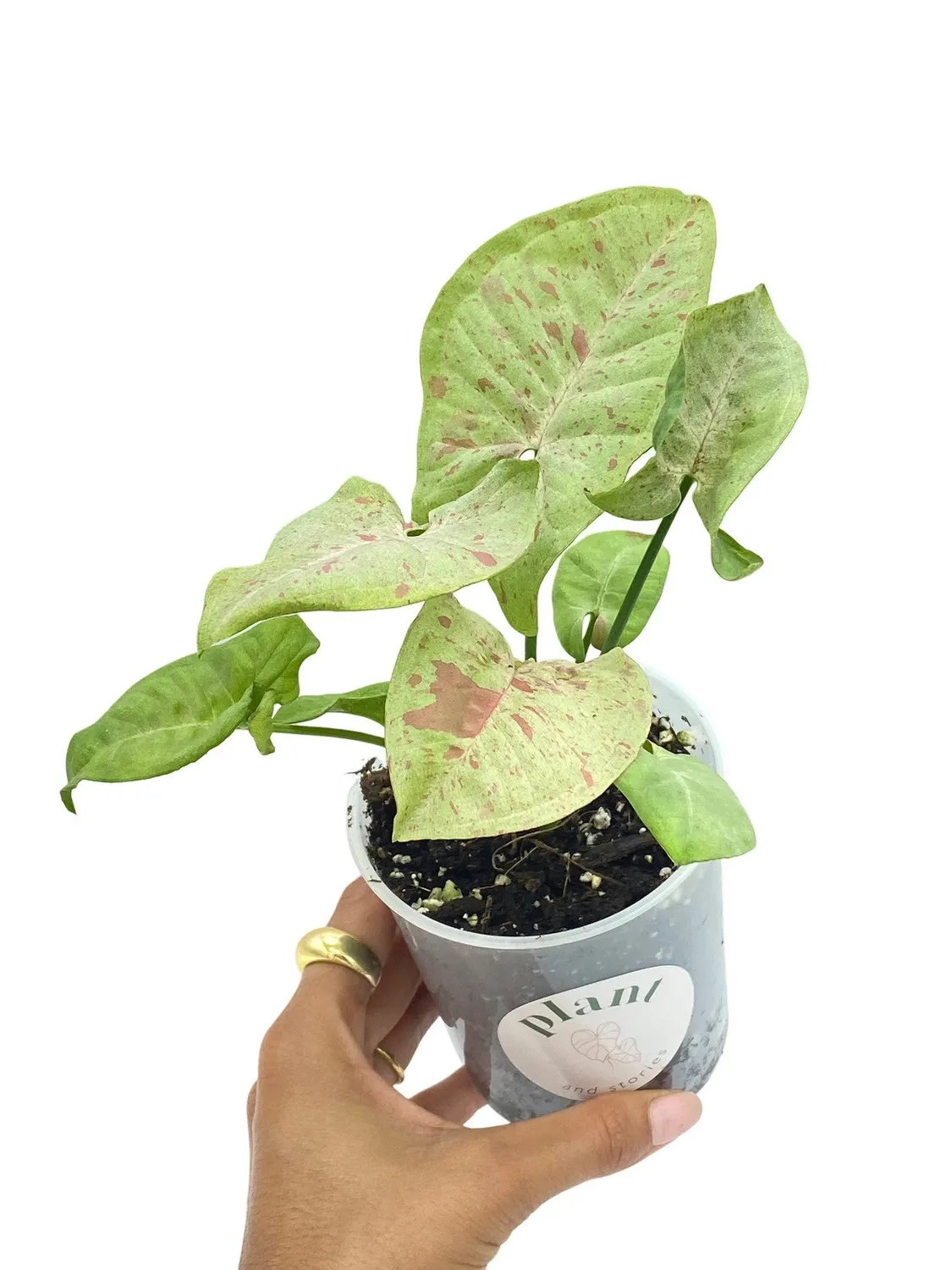 Plant and Stories Syngonium Confetti plante pot 6cm feuillage rose