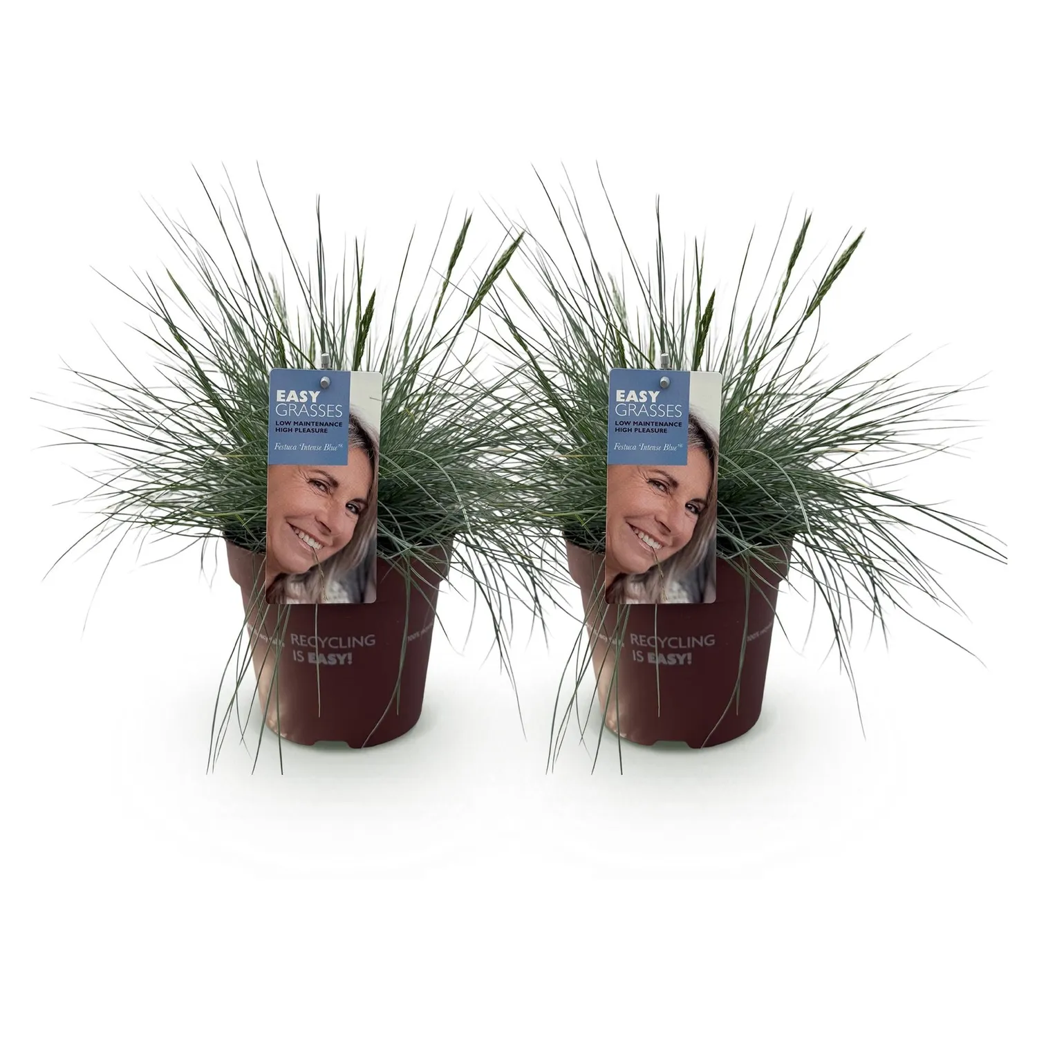 Plant and Stories Festuca Intense Blue graminée pot 17cm