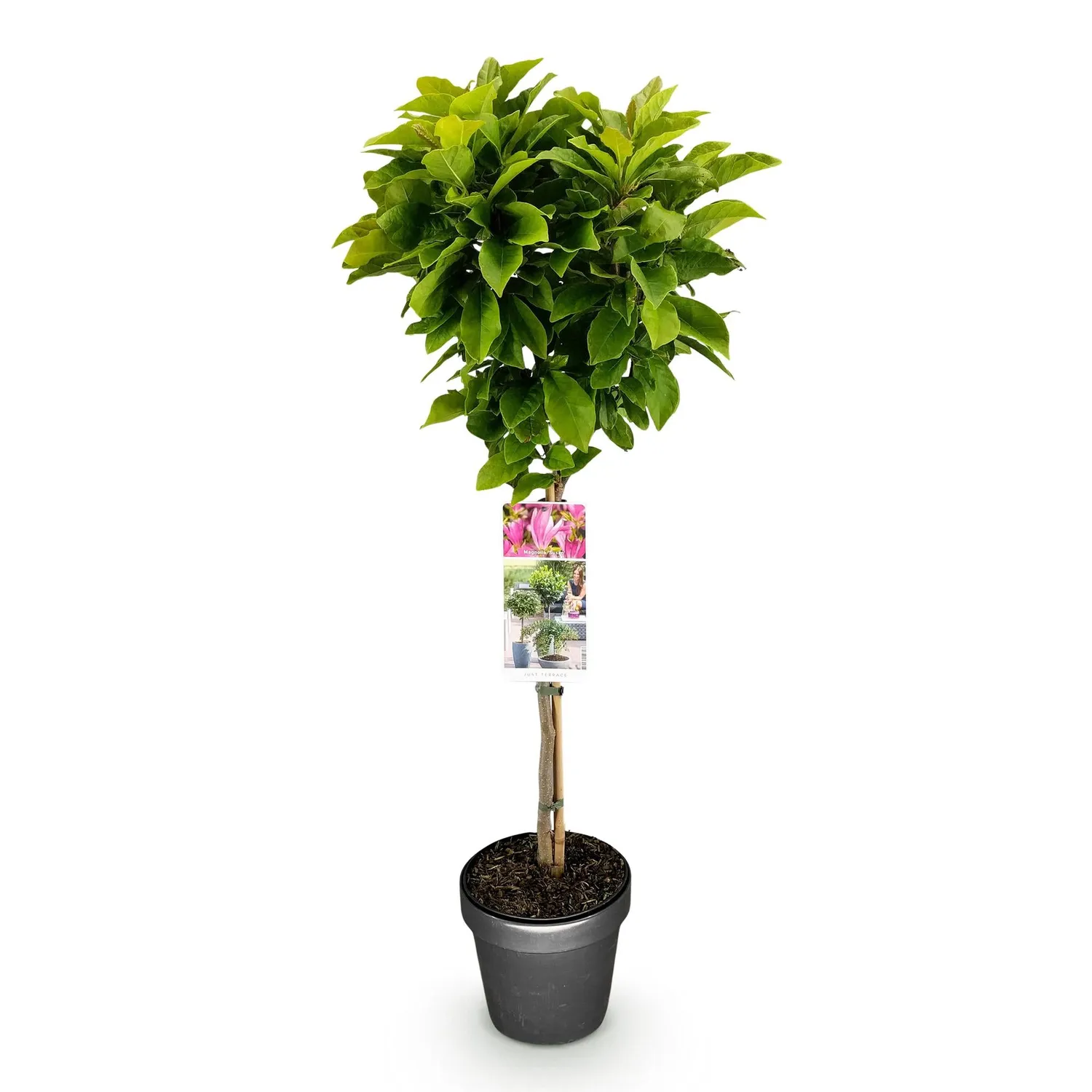 Plant and Stories Magnolia Susan arbuste pot 19 cm 90 cm rose