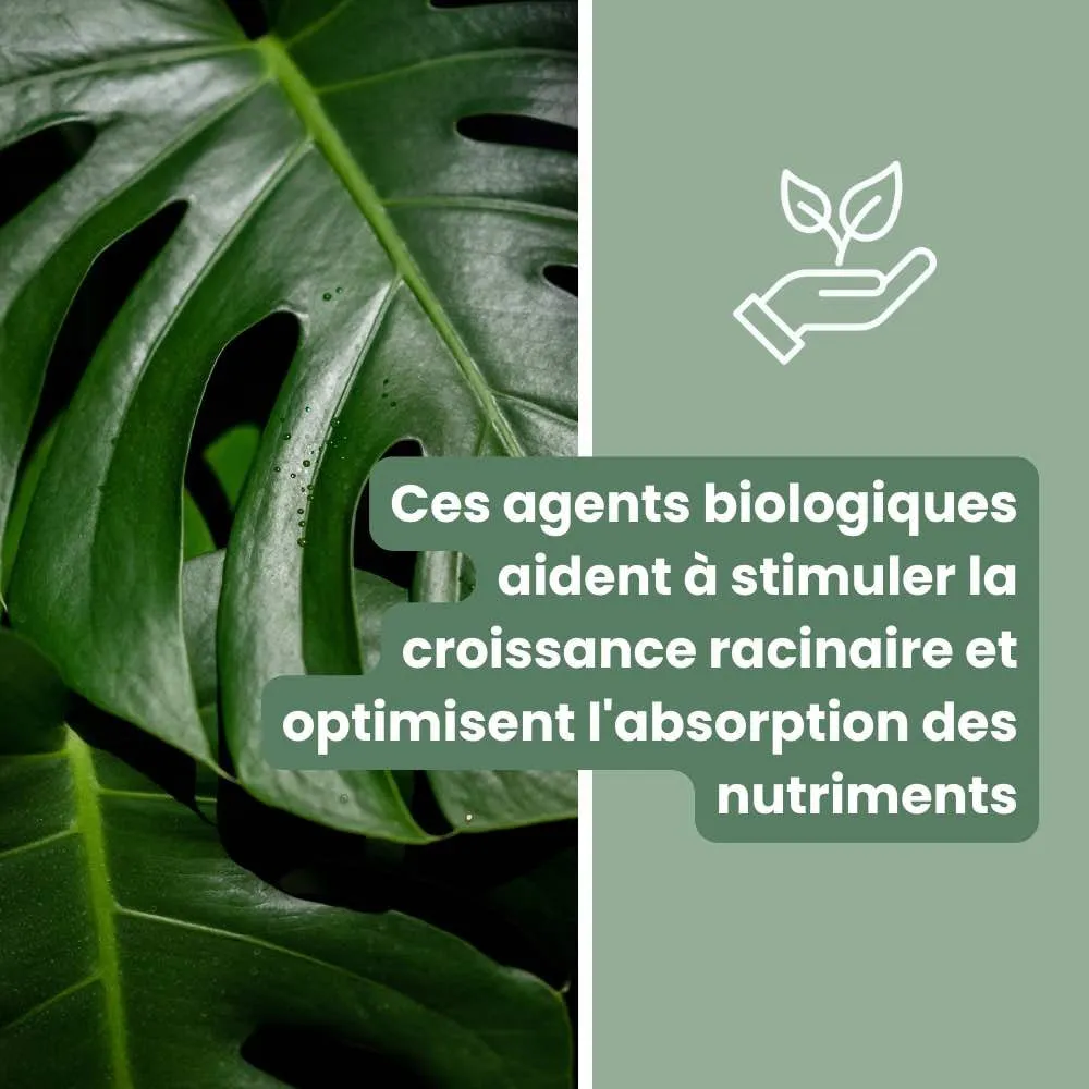 Plant and Stories terreau monstera substrat aracées 4L mycorhizes