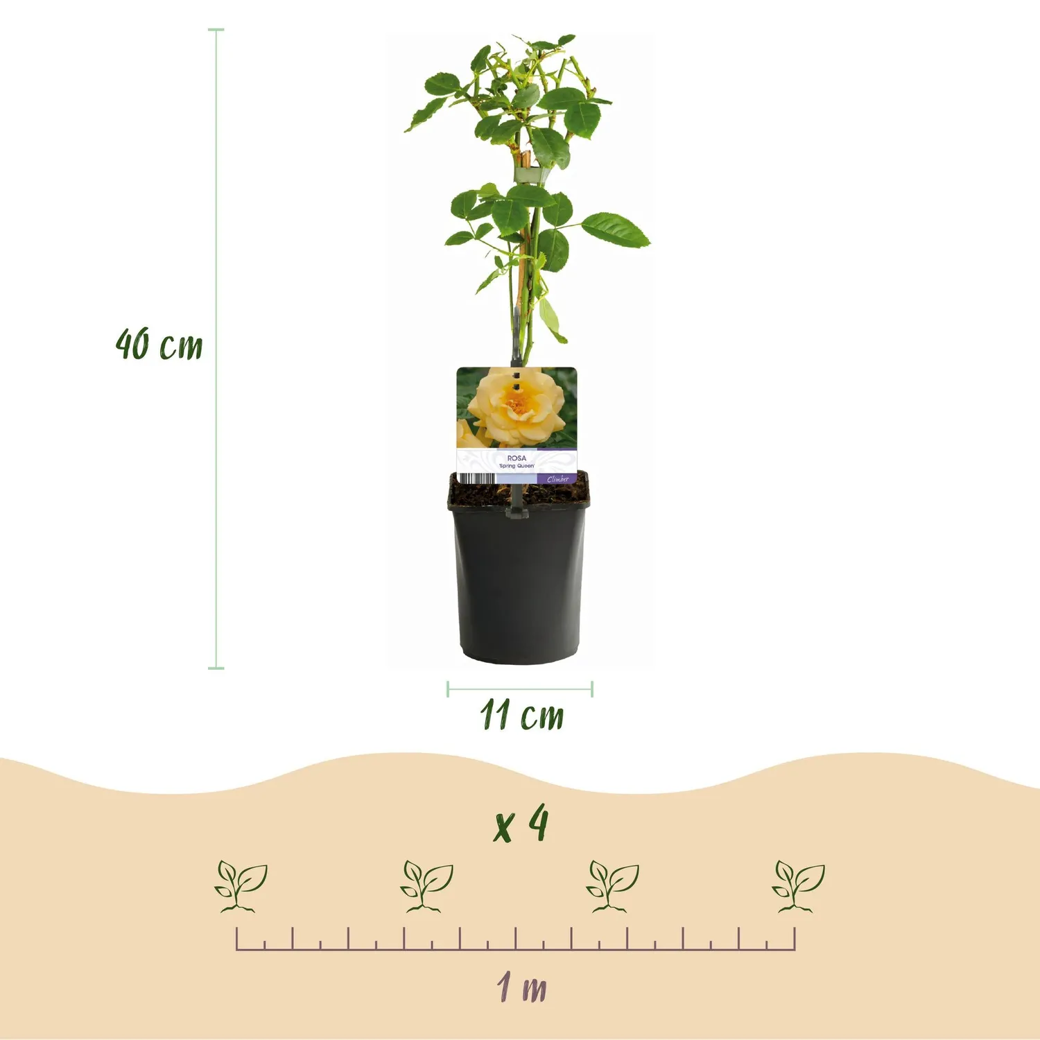 PLANT AND STORIES Rosier Spring Queen grimpant pot 11 cm lot 2 parfumé
