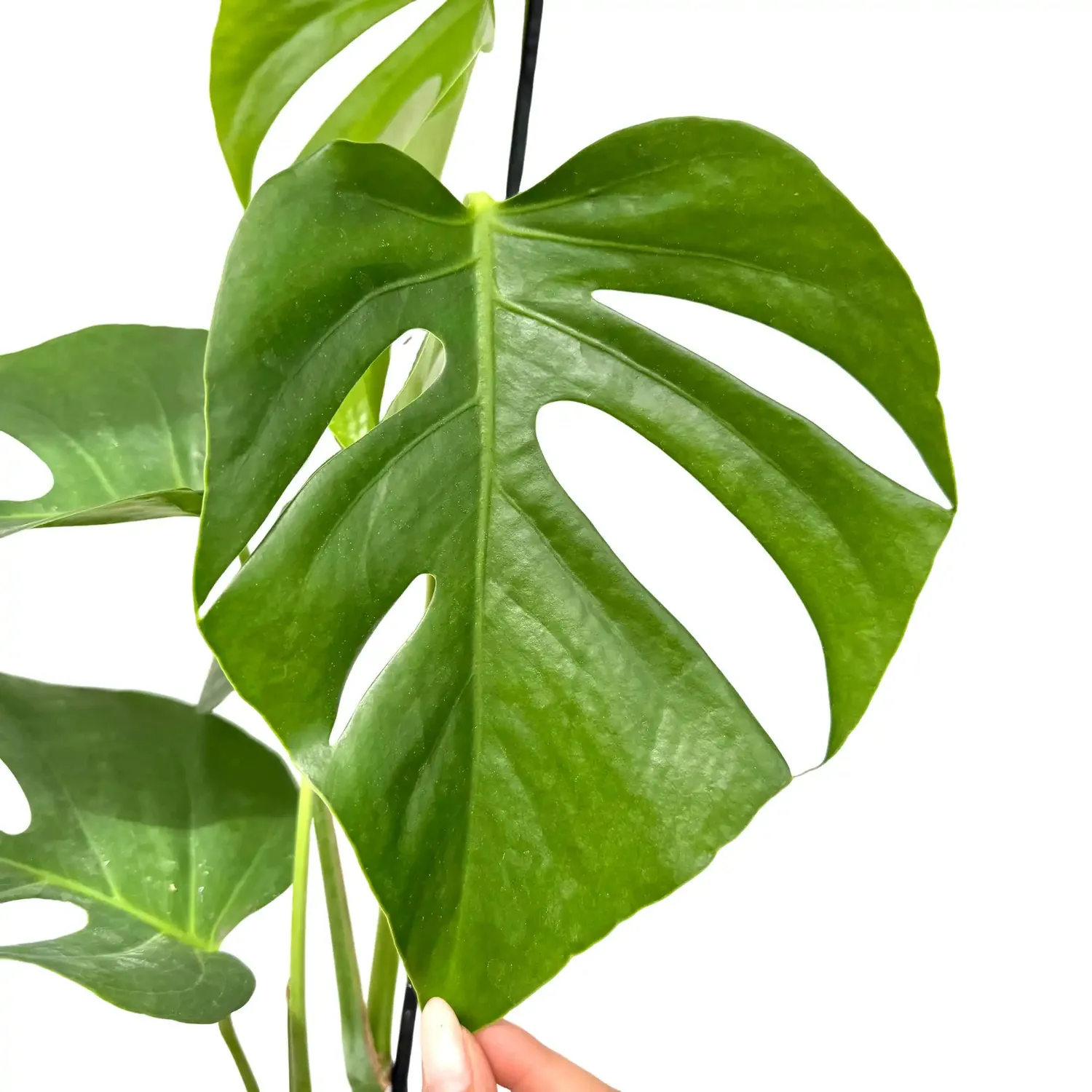 Plant and Stories Monstera Deliciosa Sierrana plante pot 17cm découpée