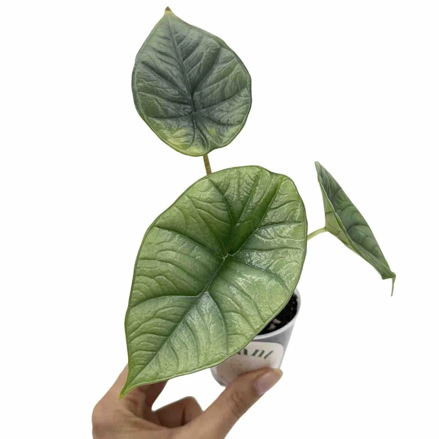 Plant and Stories Alocasia Platinum plante intérieur pot 6cm