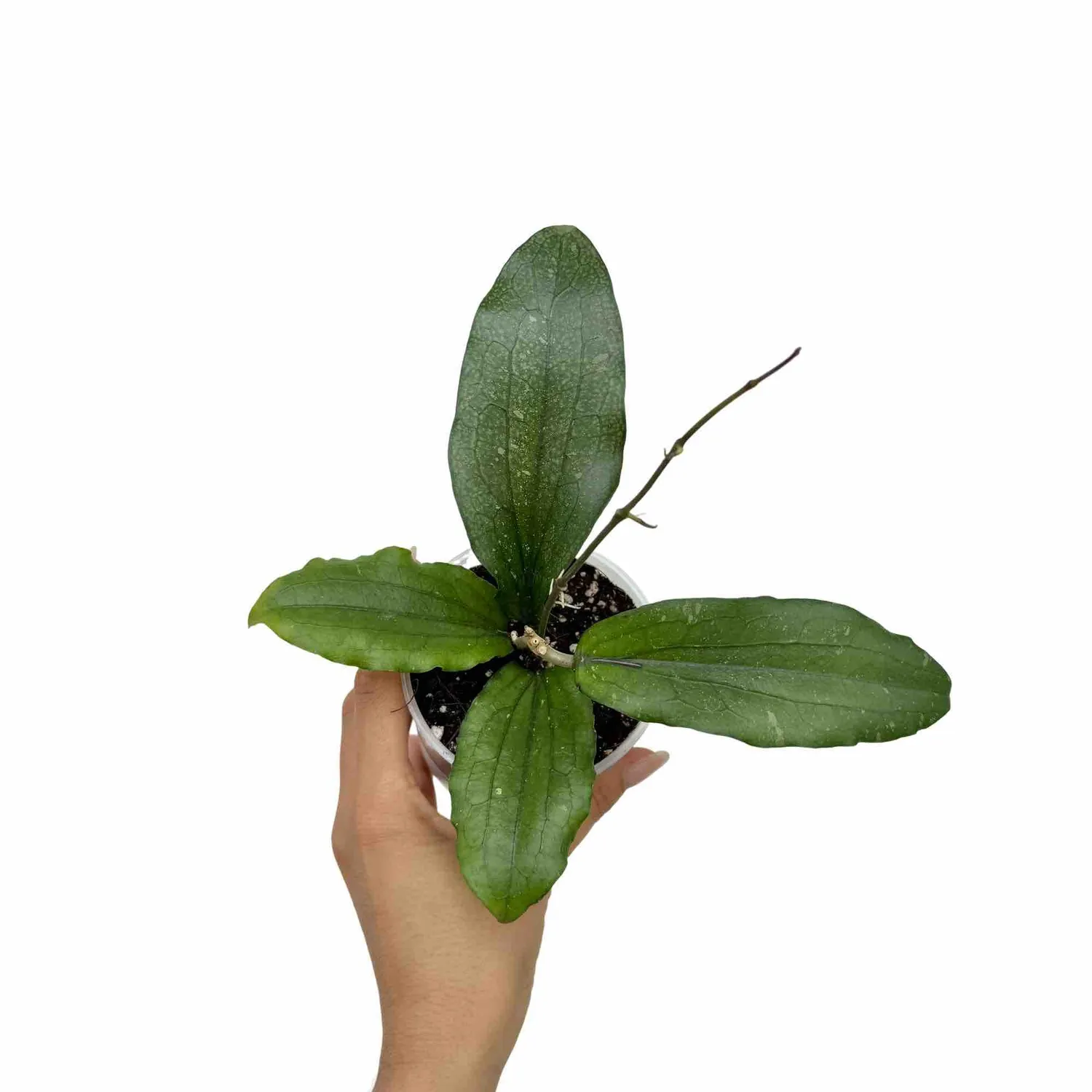 Plant and Stories Hoya Erythrina plante d’intérieur nervures rouges
