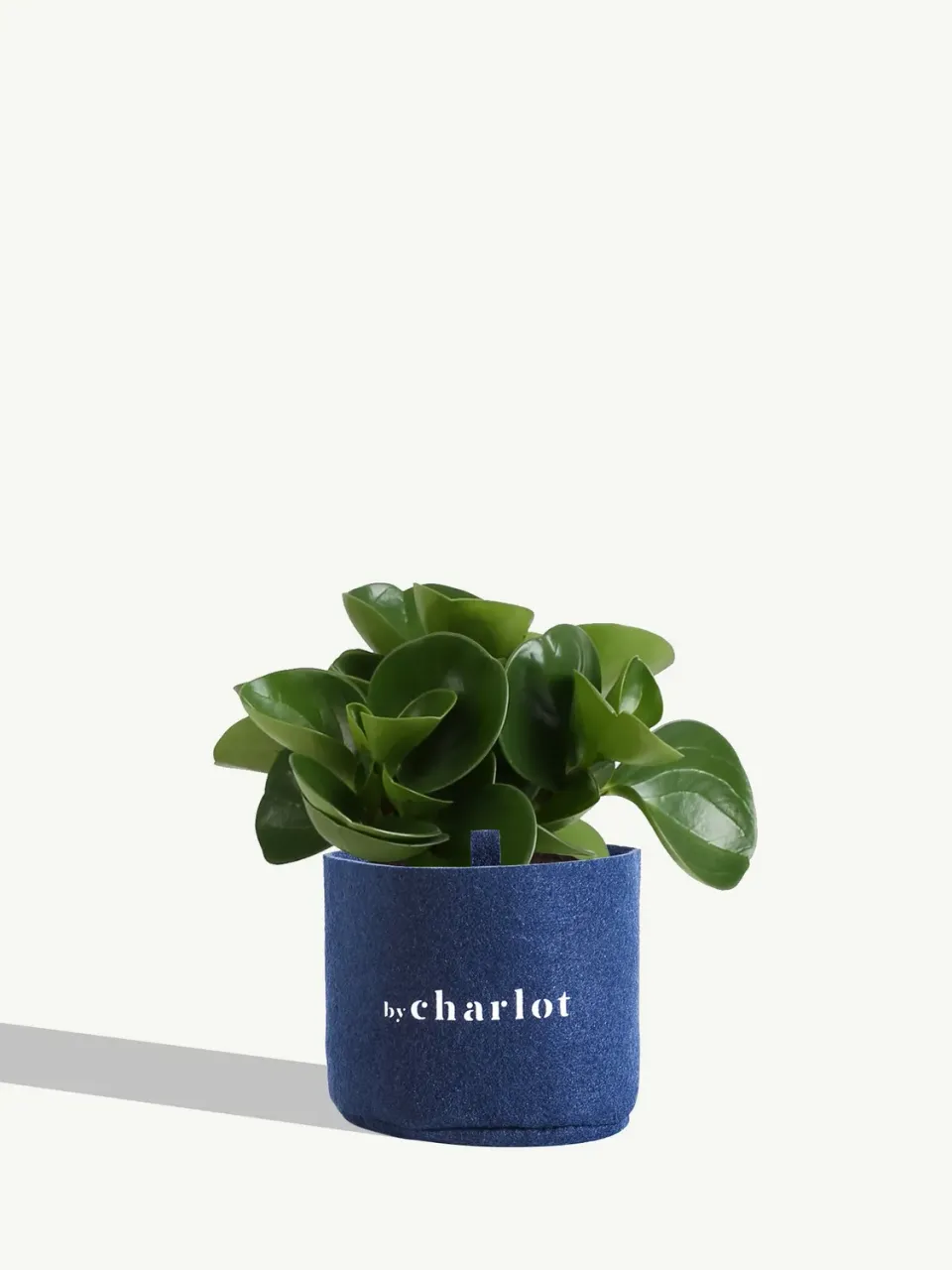 By Charlot Le Généreux peperomia recharge 11-13 cm facile