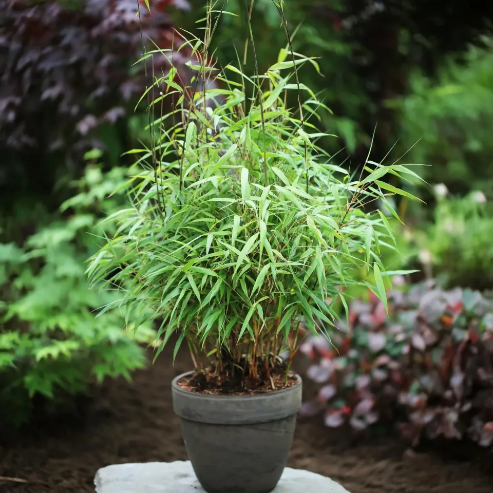 Plant and Stories Asian Wonder bambou Fargesia brise-vue 1 plant