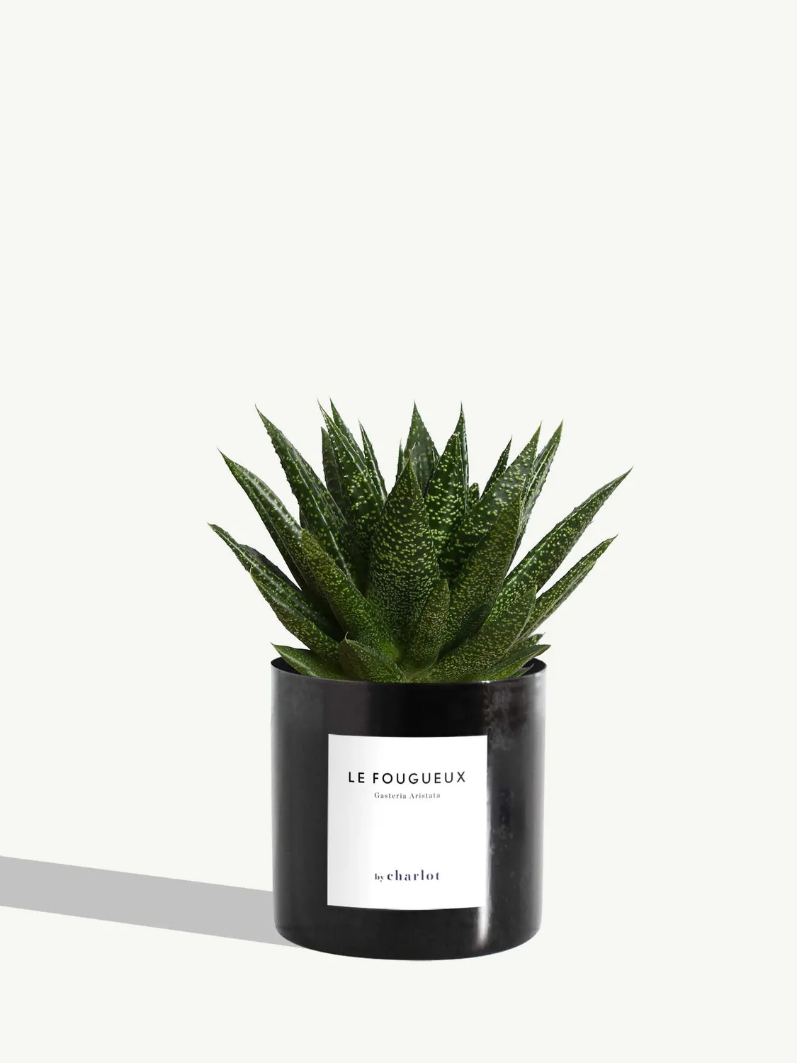 By Charlot Le Fougueux gasteria succulente pot 10 cm