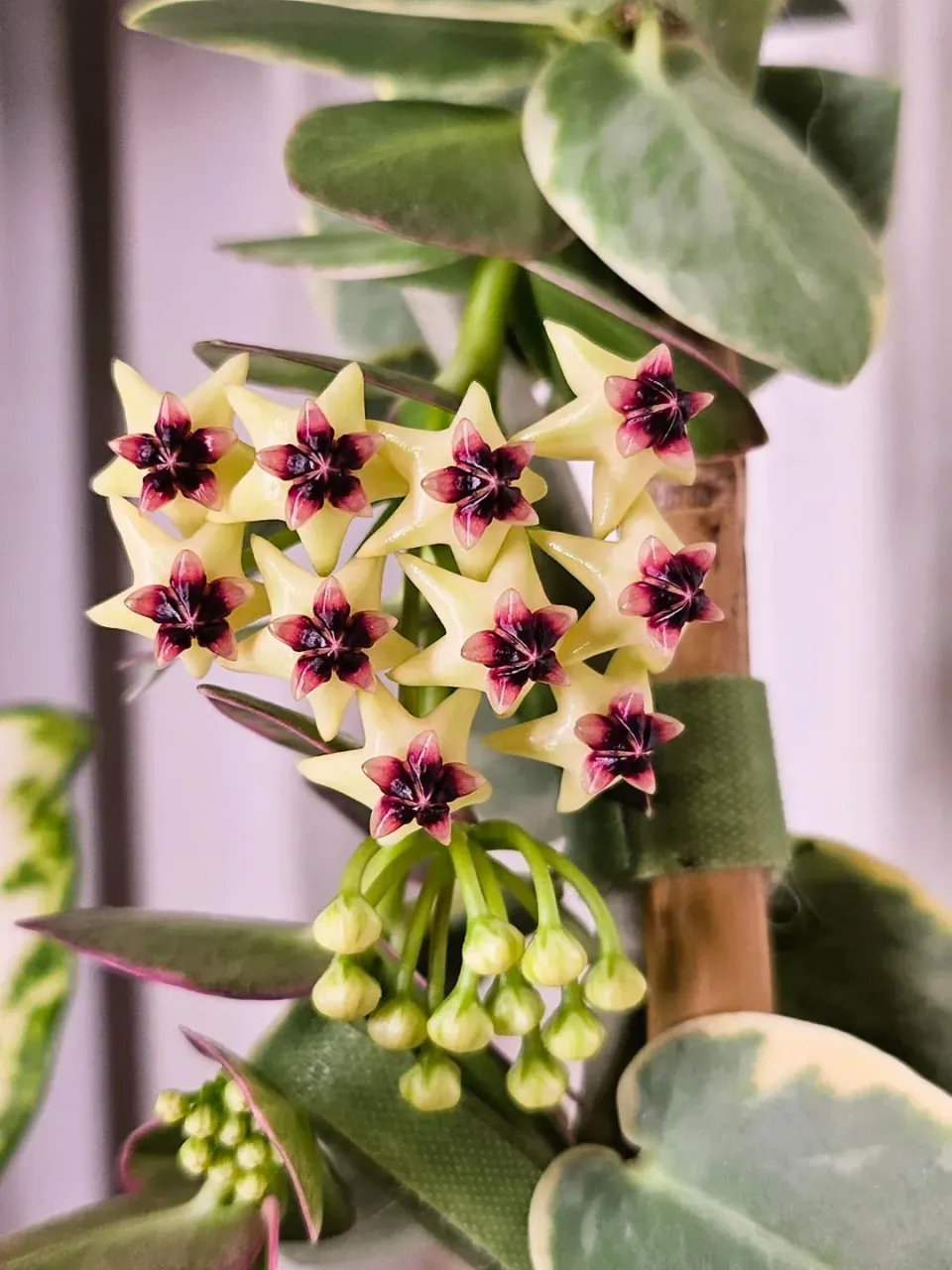 Plant and Stories Hoya Cumingiana plante pot 6 cm panaché