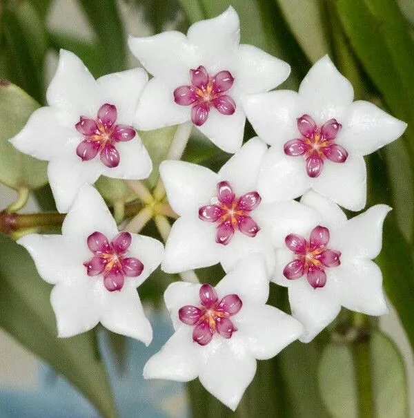 Plant and Stories Engrais Hoya liquide 250 ml floraison pipette