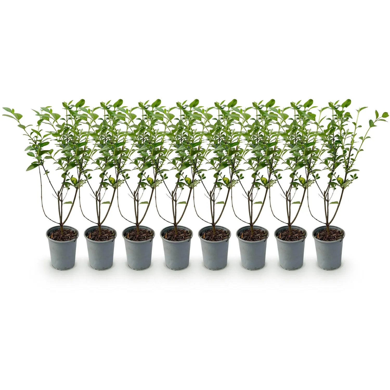 Plant and Stories Troène haie brise-vue 8 plants pot 9 cm
