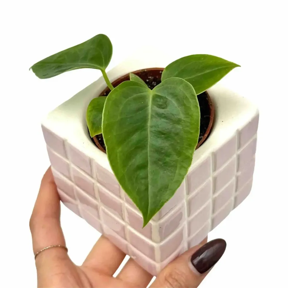 Plant and Stories Anthurium Veitchii plante d'intérieur pot 6 cm