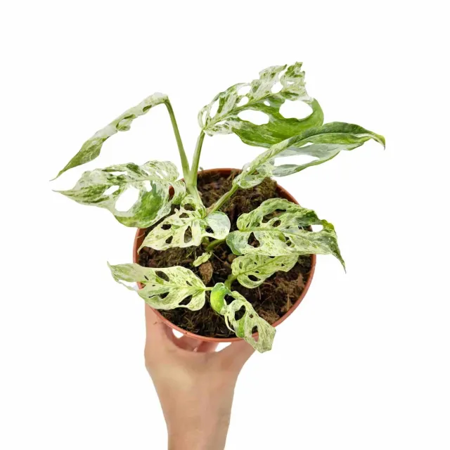 Plant and Stories Monstera Frozen Freckles plante pot 12 cm panachée