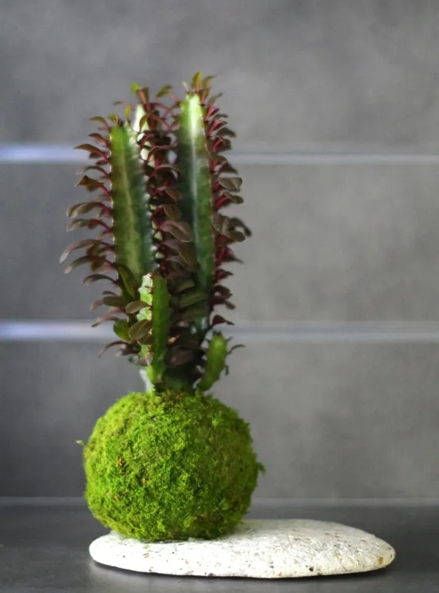 Aquaphyte Ningaloo Ni kokedama euphorbia 12 cm