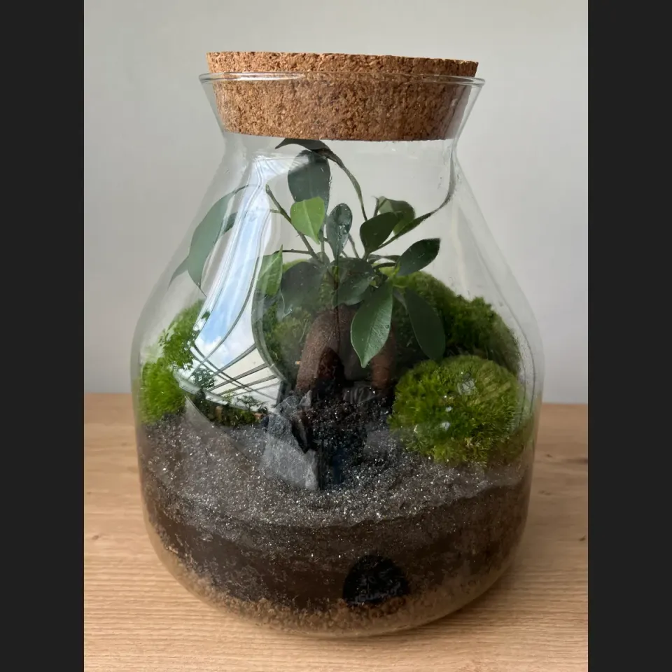 Oh My Green Ficus Ginseng kokedama taille M bonsaï