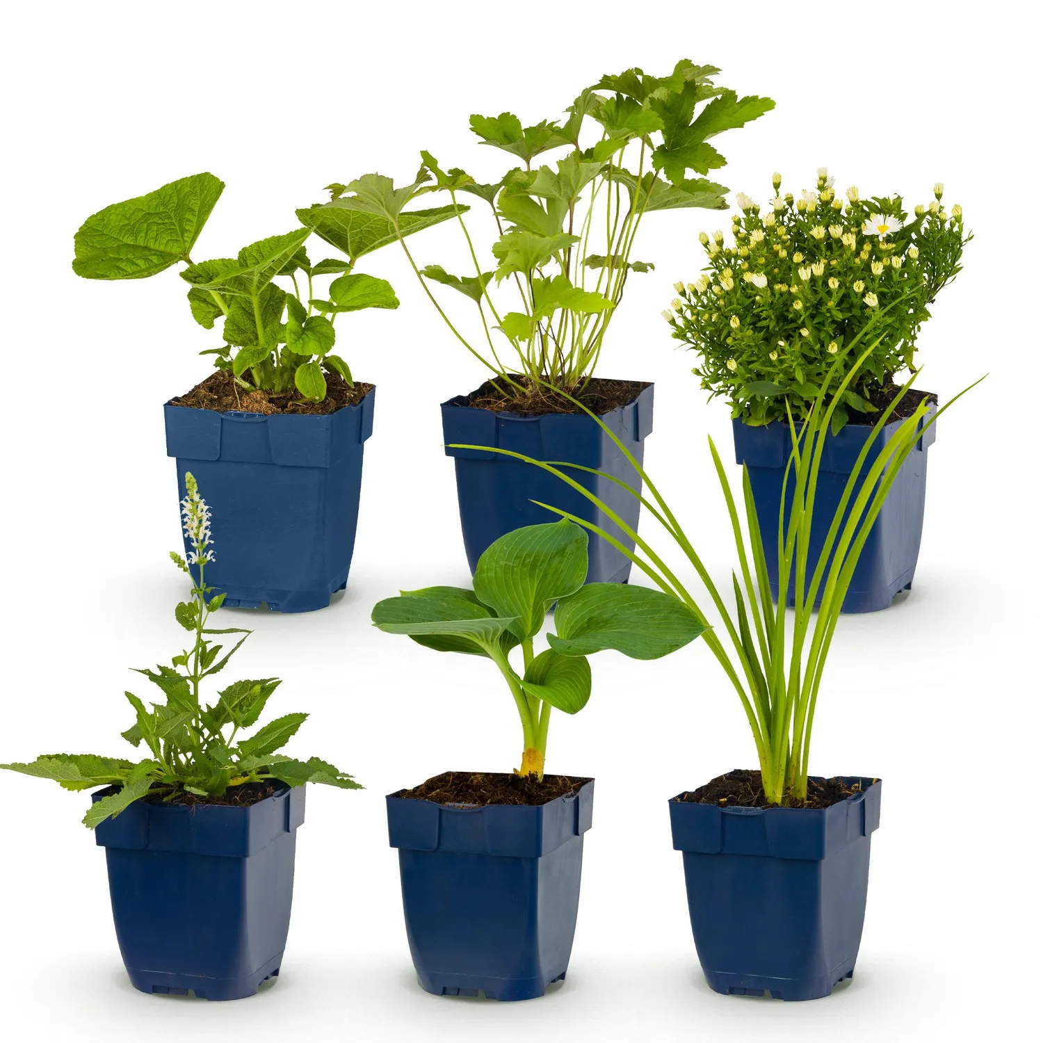 PLANT AND STORIES pack vivaces blanches plantes massif lot 6 extérieur