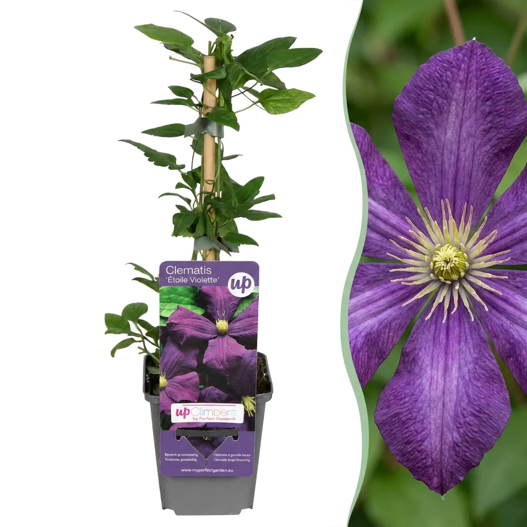 Plant and Stories Étoile Violette clématite 1 plant violet