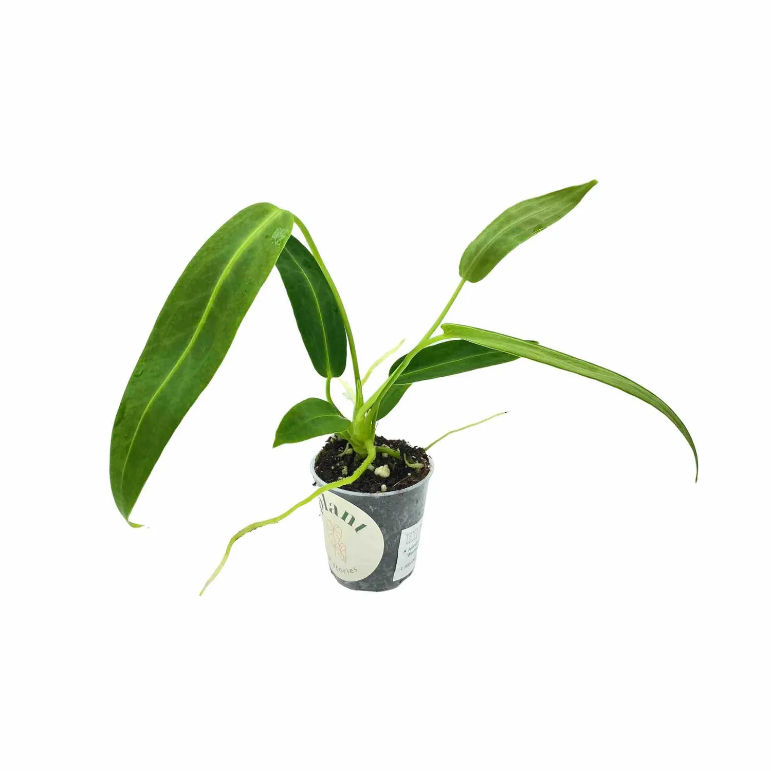 Plant and Stories Warocqueanum anthurium velours pot 6 cm