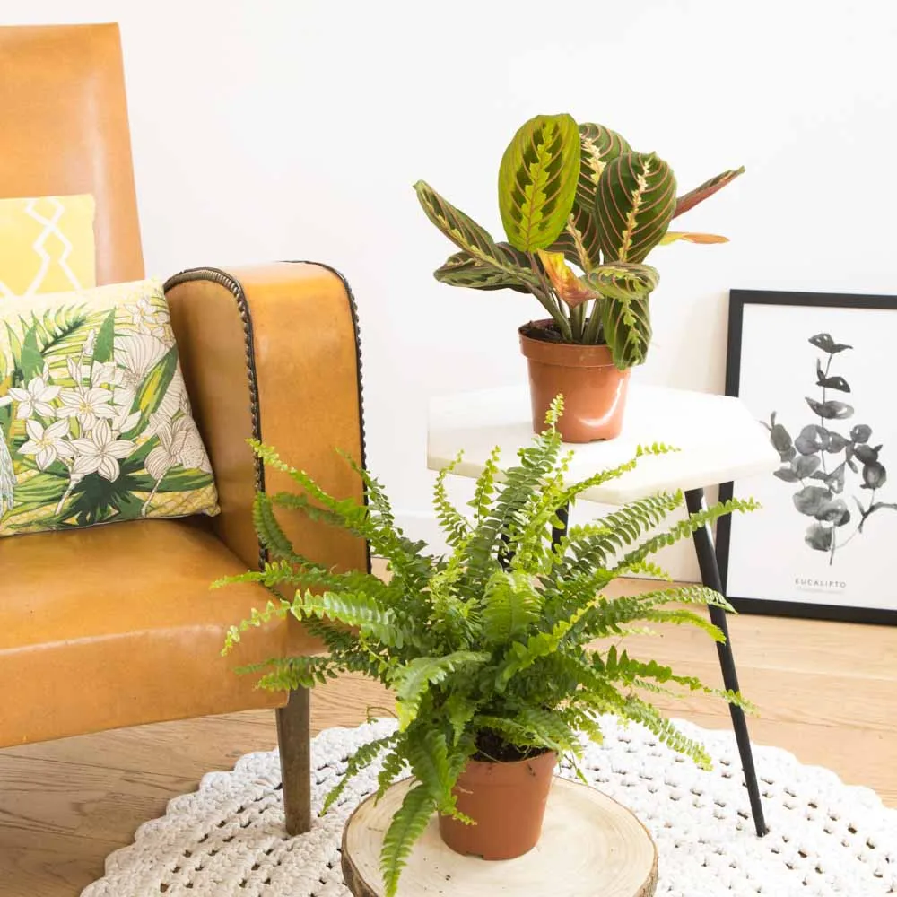 Réconciliation Végétale Lot 2 plantes dépolluantes fougère maranta