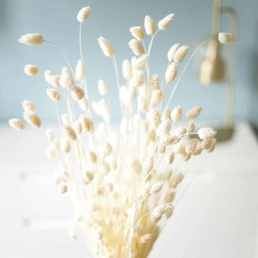 Réconciliation Végétale Phalaris bouquet séché blanc 150g