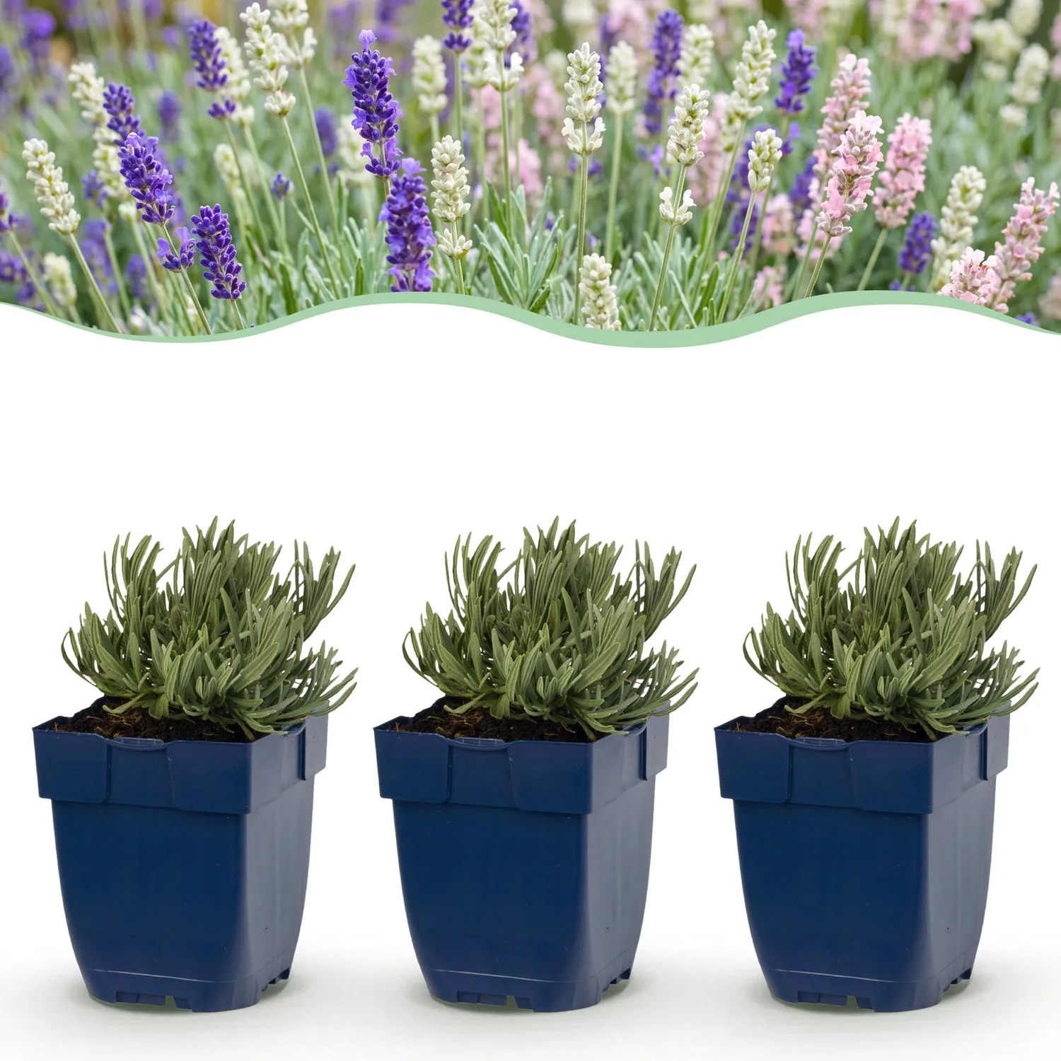 Plant and Stories Lavande Tricolour vivace pot 11 cm mellifère