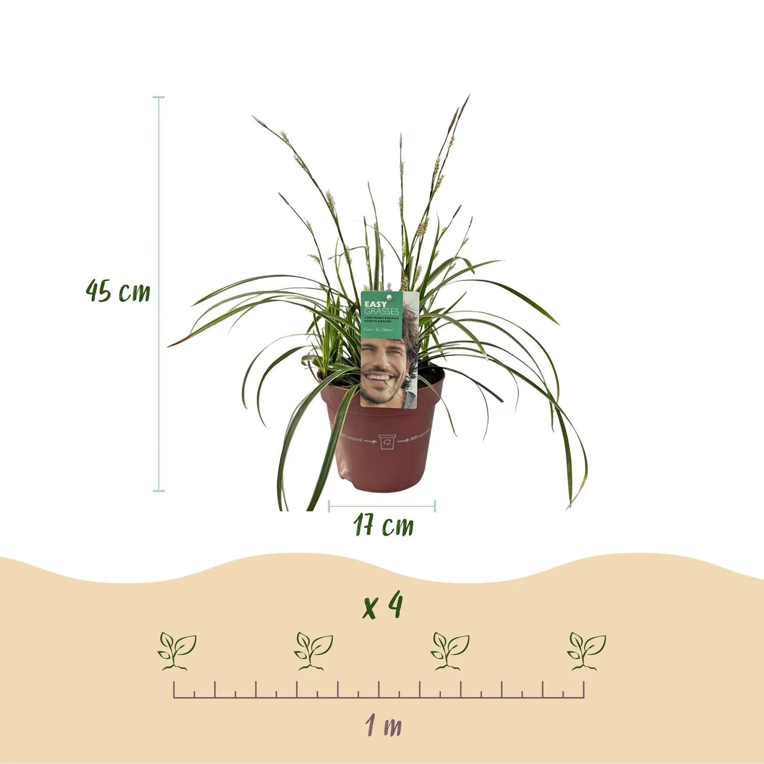 Plant and Stories Ice Dance laîche Carex pot 17 cm 1 plant