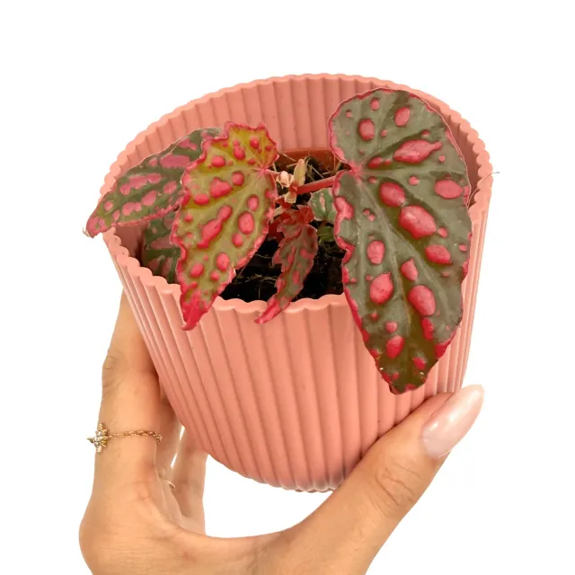 Plant and Stories begonia Pink Lady plante 8cm rose