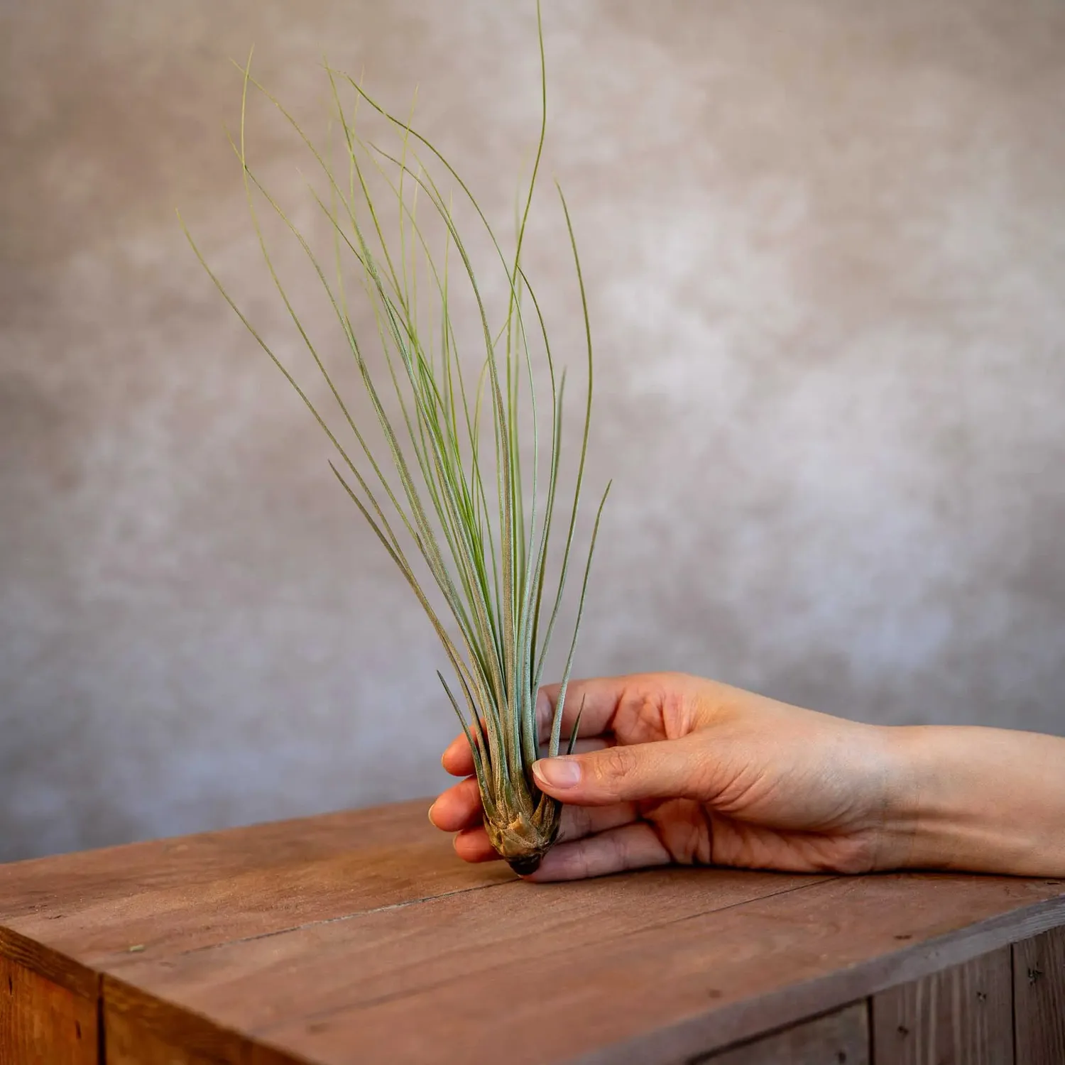 Airplantshop Juncea tillandsia plante aérienne XL