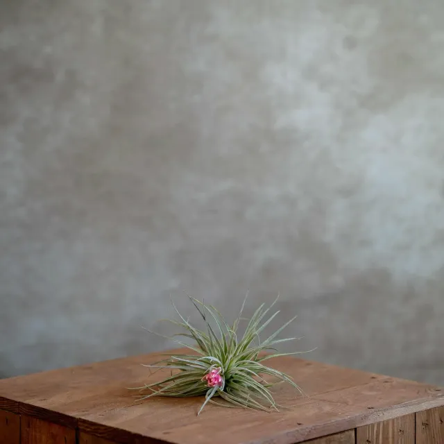 Airplantshop Cotton Candy tillandsia plante fleur rose large
