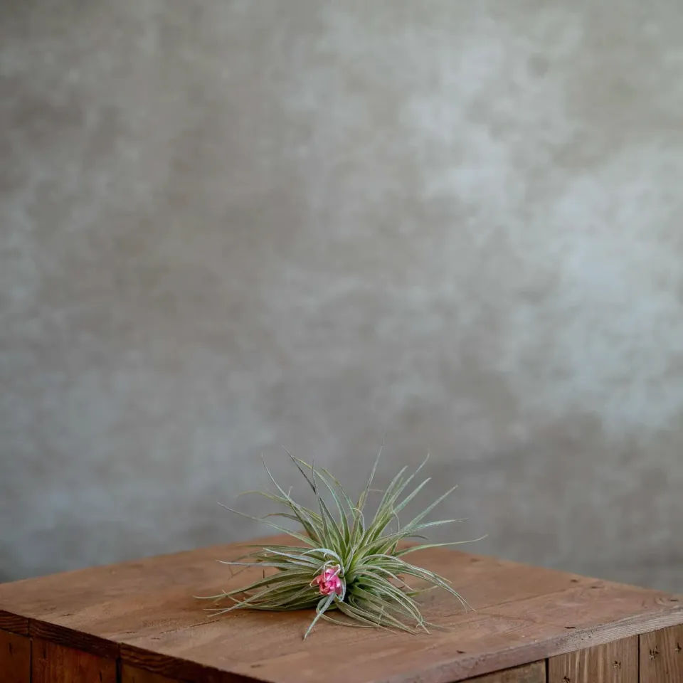 Airplantshop Cotton Candy tillandsia plante fleur rose large