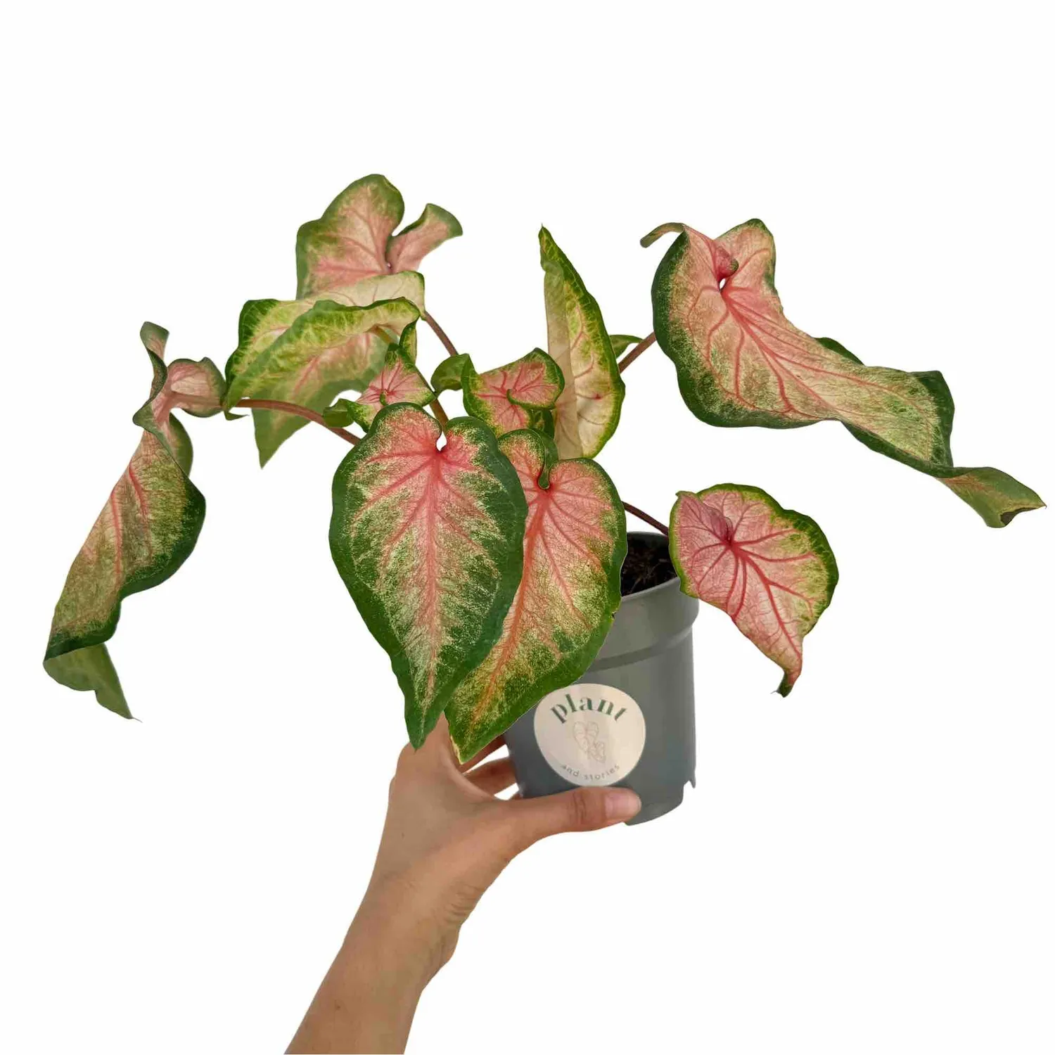 Plant and Stories Caladium Florida Sweet Heart plante pot 13 cm