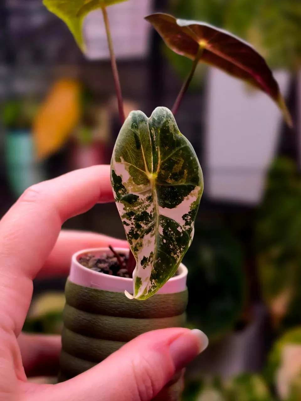 plant.ess Alocasia Black Satun Pink plante 3 feuilles rose