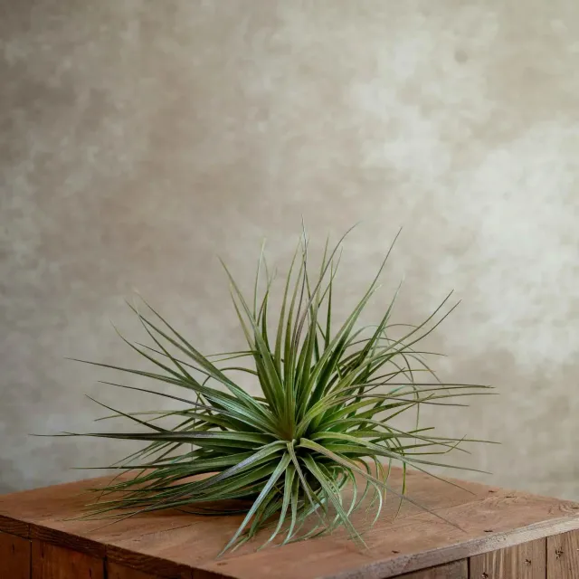 Airplantshop Tillandsia Houston plante aérienne XL fleur rose