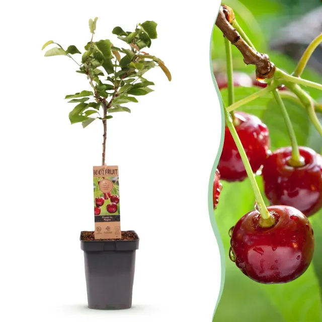 Plant and Stories cerisier Regina fruitier pot 21 cm
