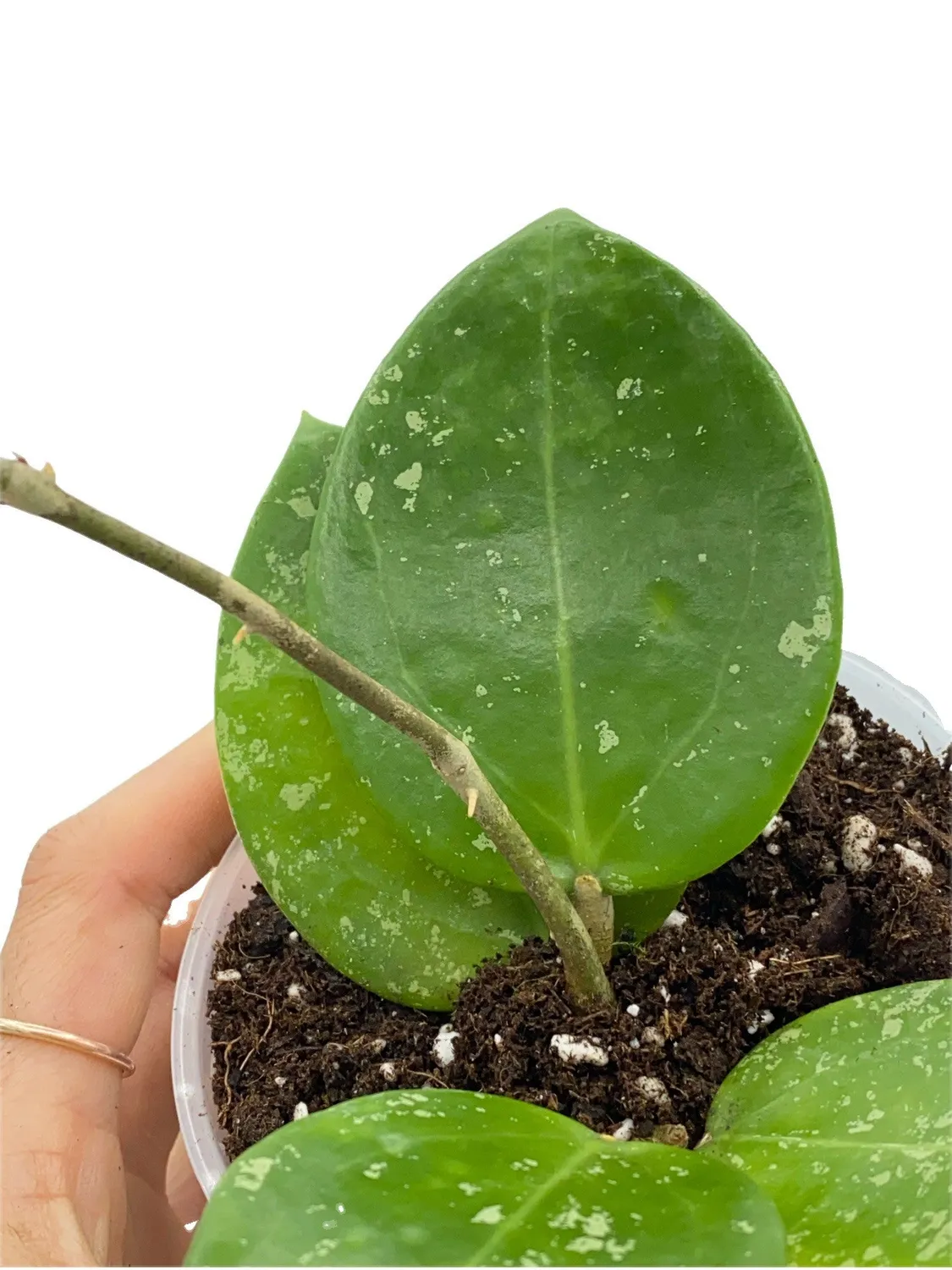 Plant and Stories Parasitica hoya pot 6 cm grimpante