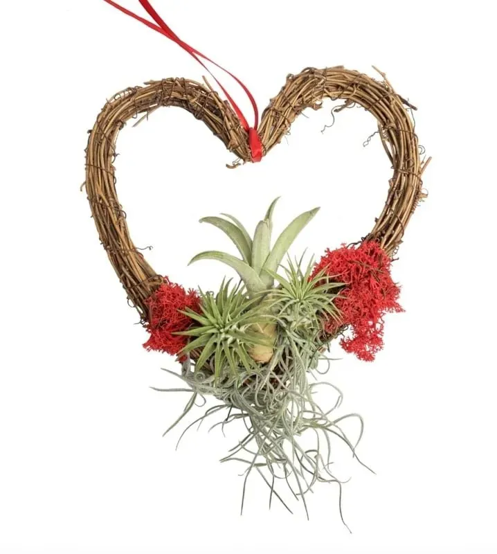 Airplantshop Cœur kit DIY couronne 3 airplants