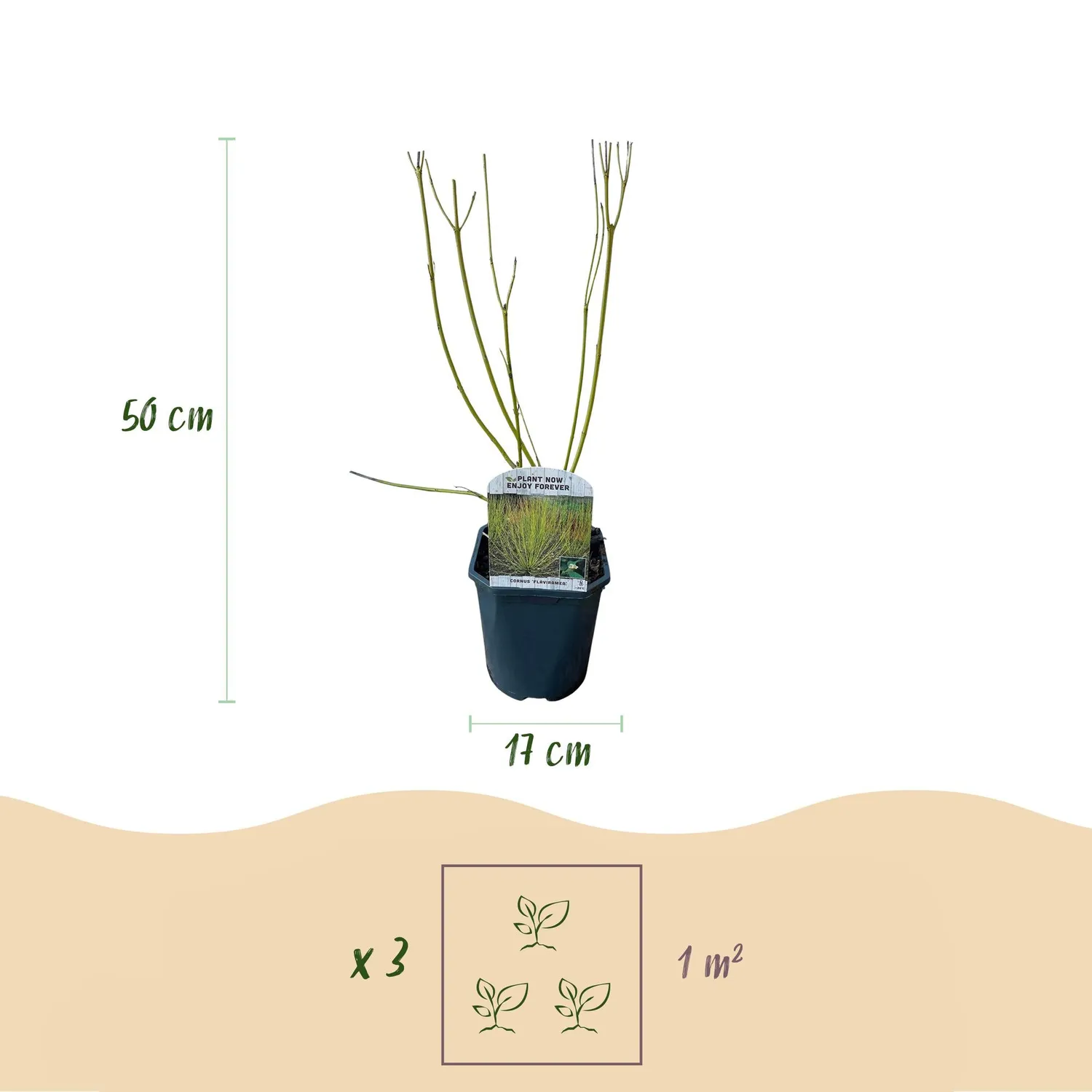 Plant and Stories Flaviramea cornouiller arbuste pot 17 cm