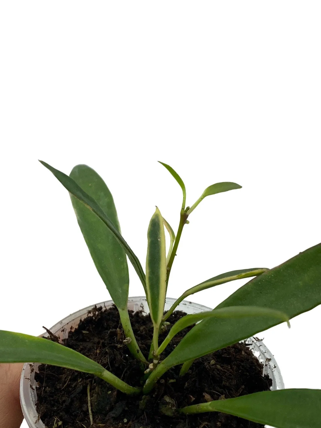 Plant and Stories Tsangii Albomarginata hoya variegata 6 cm