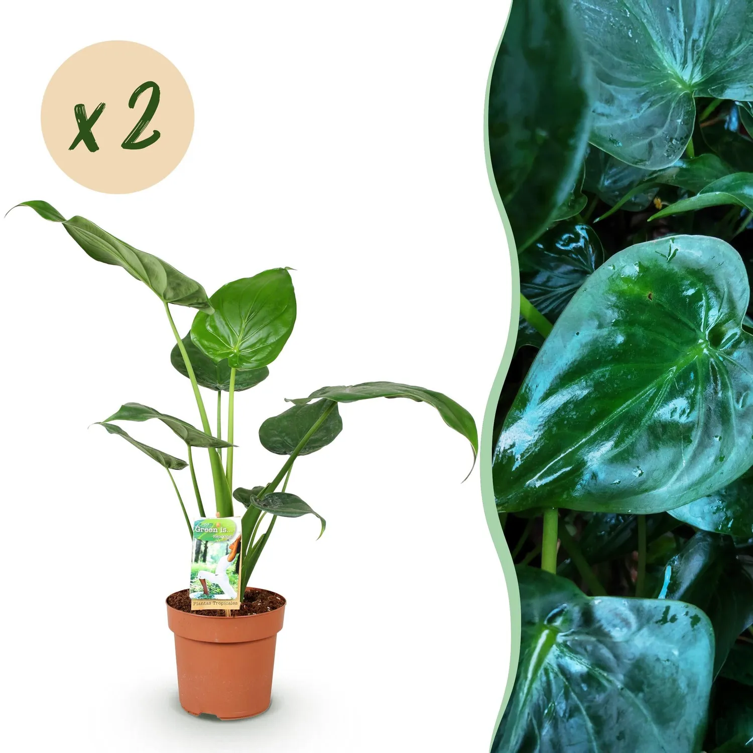 Plant and Stories Cucullata alocasia lot 2 17 cm 60 cm