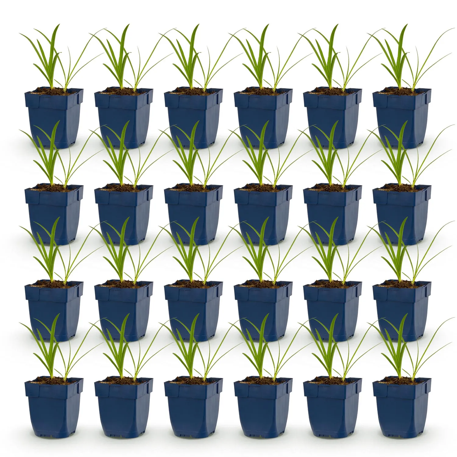 Plant and Stories Agapanthe Albus vivace 1 plant blanche
