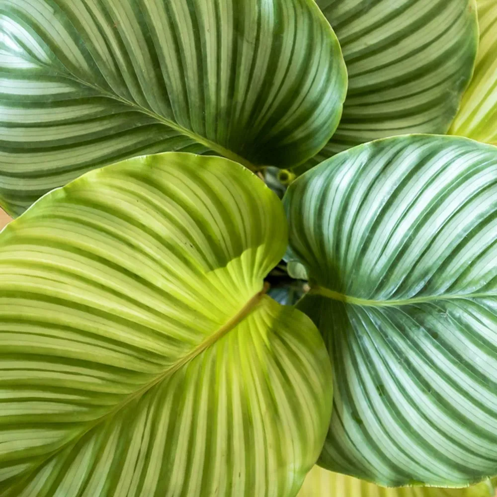 Réconciliation Végétale Anna calathea orbifolia plante mi-ombre