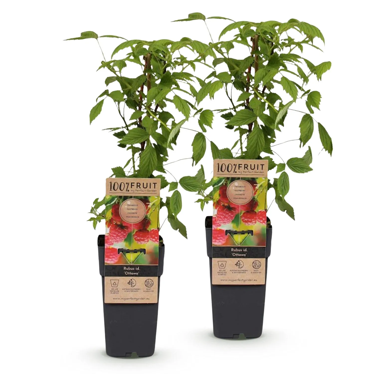 Plant and Stories Ottawa framboisier pot 15 cm lot 2 rustique