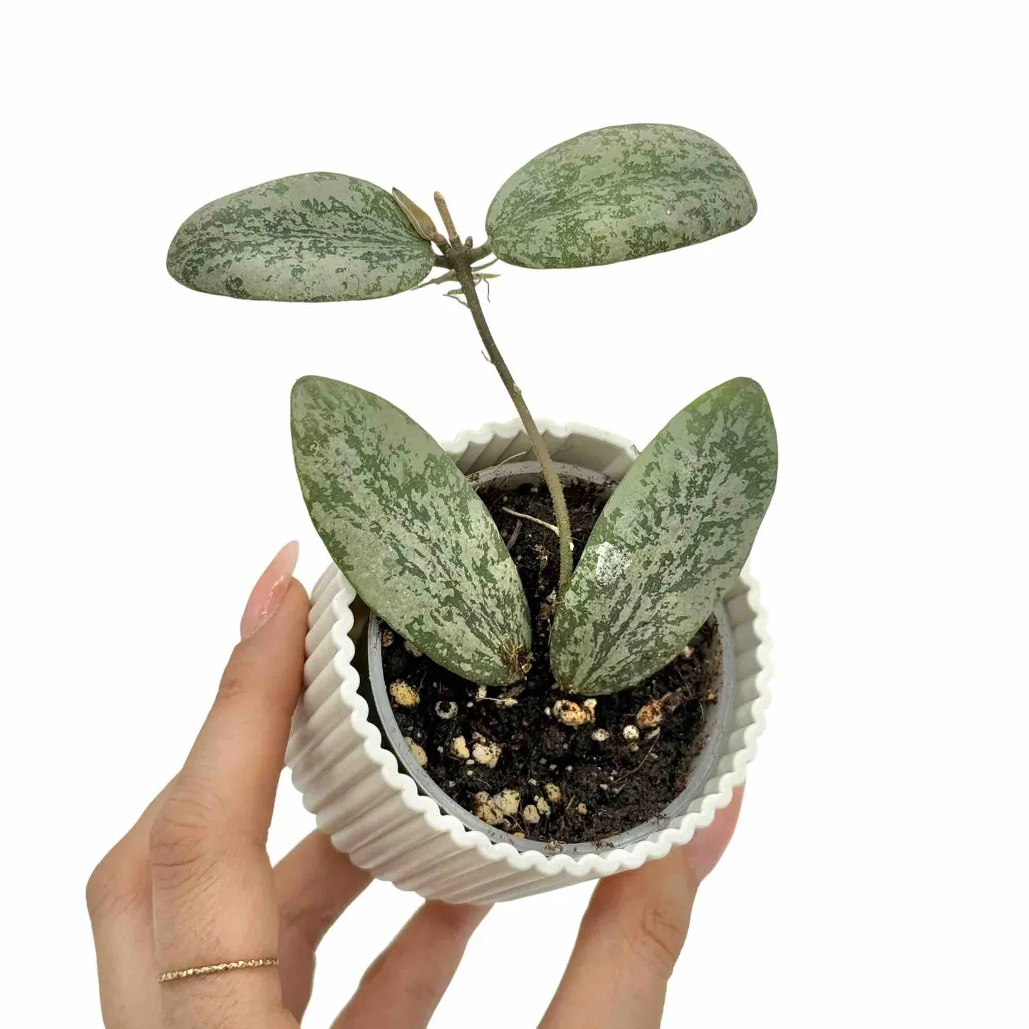 Plant and Stories Hoya Sigillatis Round Leaf plante grasse pot 6cm