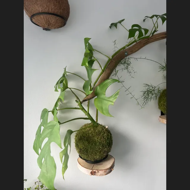 Oh My Green Monstera Deliciosa kokedama M ombre douce