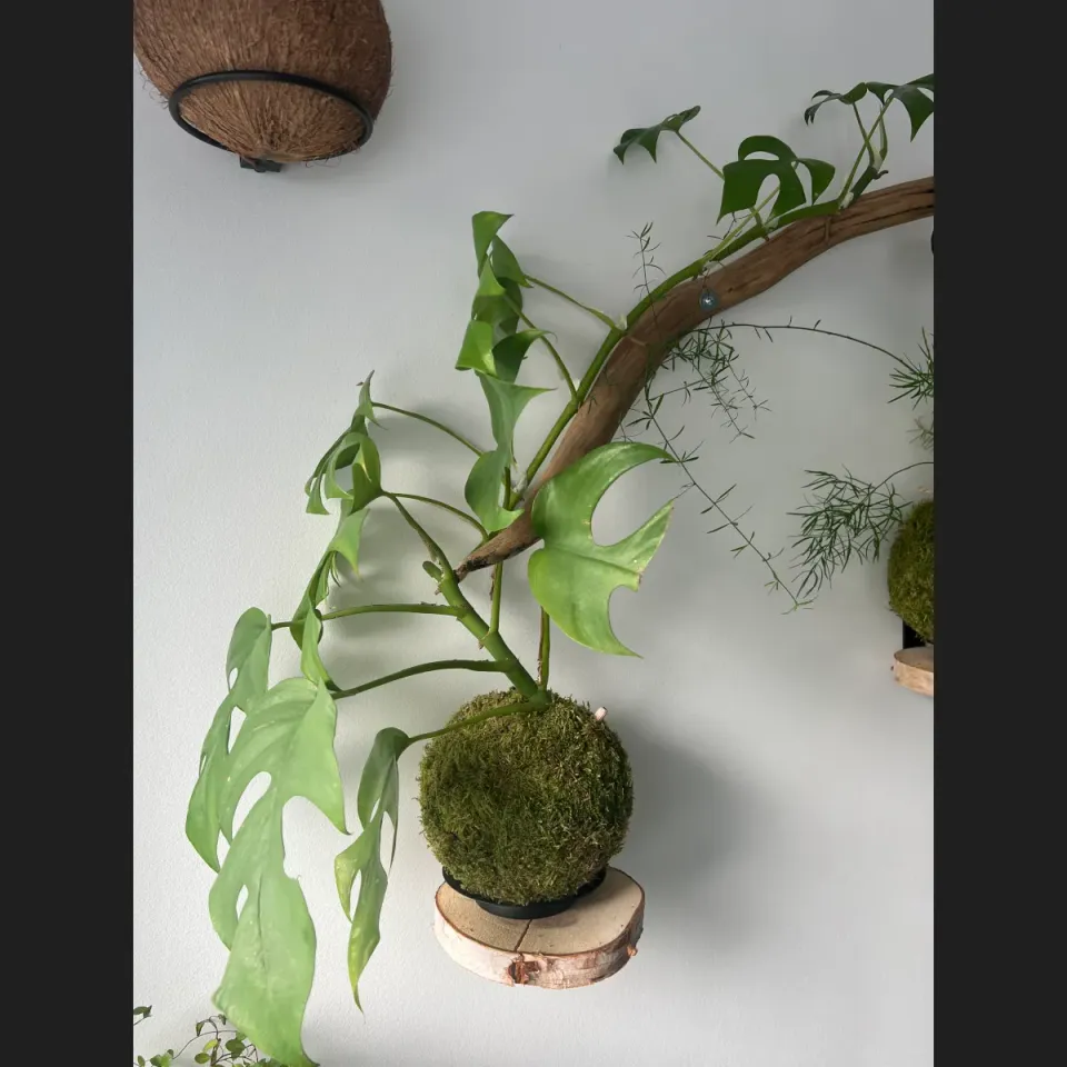 Oh My Green Monstera Deliciosa kokedama M ombre douce